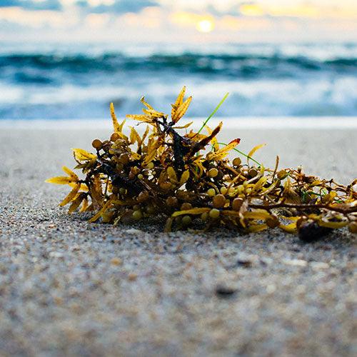 Golden seaweed - SeventyOne